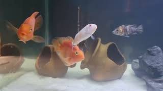 Video of my aquarium after siphoning the water  Parrot 🐠  My second video on YouTube [upl. by Napoleon]