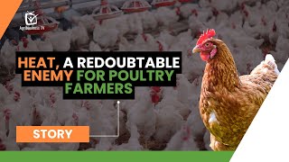 Heat a redoubtable enemy for poultry farmers [upl. by Scopp138]