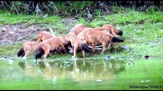 The Dhole Cuon alpinus 🐾 Hunting Behaviour Learn with Dr AS [upl. by Latham]