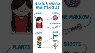 GCSE Biology  Stem Cells in 60 seconds 🌱🧬 [upl. by Airdnahc857]