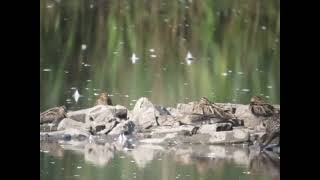 Pectoral Sandpiper Blacktoft Sands [upl. by Eronaele]