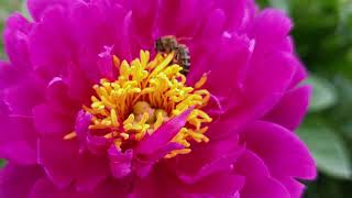 honey bee on purple peony closeup view [upl. by Anirtac]