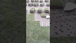 Grass plant digging process goodtools short [upl. by Nylyrehc]