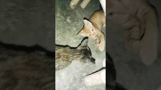 Aapas Mein khelte Hue Billi ke bacche [upl. by Ceporah]