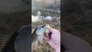 farm fishing bassfishing fun [upl. by Mloclam]