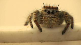 Phidippus Carolinensis Jumping Spider Being Cute [upl. by Nanni]