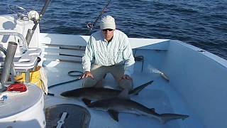 Dusky amp Sandbar Shark Identification [upl. by Mata]