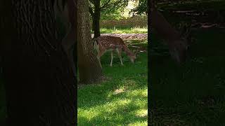 Fallow deer at Dunham Massey June 13th 2023 [upl. by Louella]