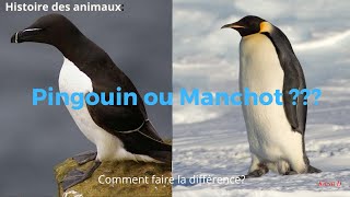 Pingouin ou Manchot Quelles Différences HDA 4 KuraiD Pingouin [upl. by Ssilb]