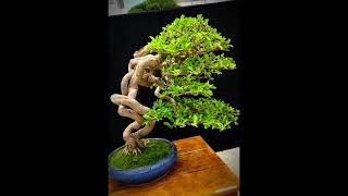 Some international 1st class bonsai style bougainville viralvideo shorts viralshort plants [upl. by Romo914]