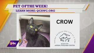 Pet of the Week  Crow [upl. by Ponce]