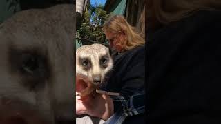 Meerkat Encounter at Mogo Wildlife Park [upl. by Brackely]