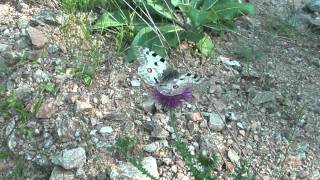 Parnassius apollo chrysophorus [upl. by Ilojne]