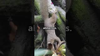 Esquilos Parte 1 animals curiosidadesnaturais curiosidades [upl. by Ley]