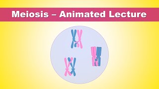 Meiosis steps  what is the purpose of meiosis  Animated Lecture Embryology [upl. by Jennilee311]