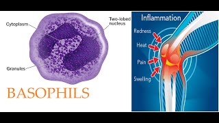 L40 Introduction to Basophils Origin development morphology and granules contents animation [upl. by Ivanah]