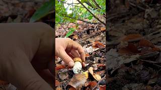 Boletus edulis Boletus reticulatus naturephotography italianfood funghi porcini naturelifeedc [upl. by Anear]