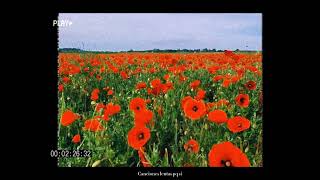 coldplay prospekts march  poppyfields slowed  reverb [upl. by Tench]