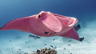 Worlds Only PINK MANTARAY Returns  WonderfulTrueFactsWTF [upl. by Chessa]