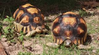 Saving the Ploughshare Tortoise [upl. by Enelrae]