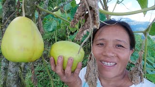 village cucumber farming  sarmilas village farm house bhumicooking [upl. by Raines]