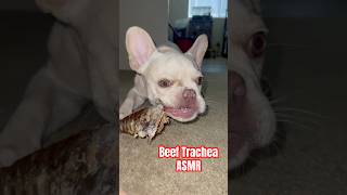 ASMR  Frenchie Eats Beef Trachea shorts frenchbulldog asmr [upl. by Kaylyn207]