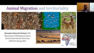 Animal migration lecture  Intro to Animal Behavior [upl. by Aynot420]