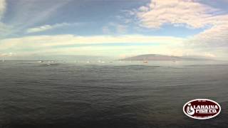 Lahaina Fish Co Maui Oceanfront View [upl. by Ranique]