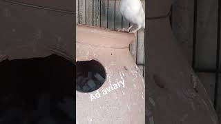 white java breeder with chicks bird finch budgies petbird zebrafinch shorts [upl. by Luht]