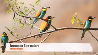 European Beeeaters Merops apiaster  Bienenfresser [upl. by Chemaram]