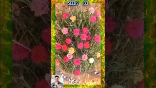 Plastic Bottle garden ideas plantsflowers  প্লাস্টিকের বোতল বাগান ধারনা plantsflowers gardening [upl. by Grail]