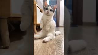 The Way Munchkin Cats Sit Is Too Cute 😺 [upl. by Alue]