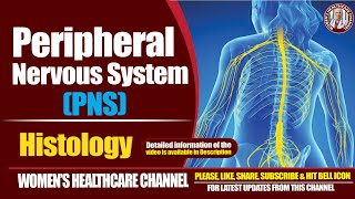 Peripheral Nervous System Histology [upl. by Heriberto]