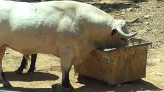 The National Sport of Bullfighting in Spain [upl. by Ekard113]