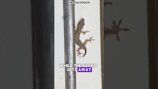 quotDid you know geckos can lose their tails and grow them back nature animals wildlife [upl. by Eram]