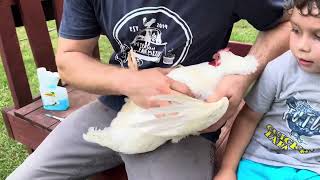 How to treat mites and lice on chickens using ivermectin [upl. by Navonoj]