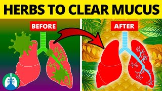 5 Herbs for Lung Health Clearing Mucus COPD and Killing Viruses [upl. by Hashimoto295]