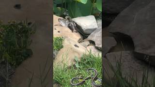 The Eastern Garter Snake was successful in capturing baby birds [upl. by Darice]