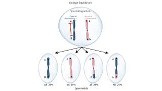 USMLE Step 1 Linkage Disequilibrium [upl. by Nayb]