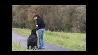 Neufundländer Alice von der Wässernach Wülflingen Hund Training Hammelburg Hundeschule Münch [upl. by Anwaf780]