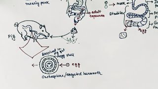 Taenia solium Lifecycle  Tapeworm  Taeniasis  Cysticercosis  English [upl. by Bacchus804]