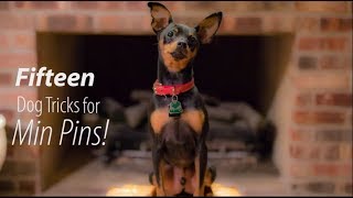 15 Dog Tricks for Min Pins [upl. by Rogergcam]