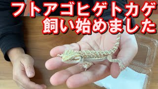 【爬虫類お迎え】フトアゴヒゲトカゲが来ました [upl. by Ron]