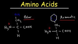 Determining the Nterminal Residue [upl. by Koressa390]