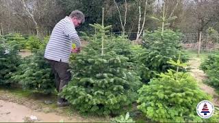 Pruning Nordman Fir Christmas Trees [upl. by Hannej]