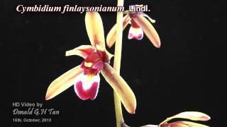 Cymbidium finlaysonianum [upl. by Ssew191]