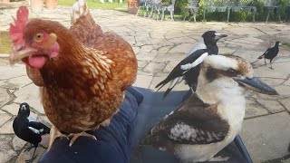 Trying to Relax Outside But The Birds Keep Stealing Food Magpie Kookabura and a Chookie [upl. by Einohpets54]