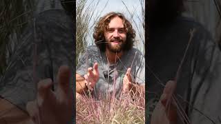 Looking to Help the Ecosystem Plant NATIVE Grasses Like Little Bluestem [upl. by Kyle]