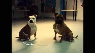 Staffordshire bull terrier [upl. by Adriane]