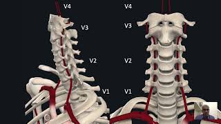 Tracking Vertebral Artery  Safe Anatomical Corridors [upl. by Aimac]